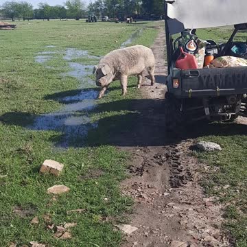Good morning from Bigboy and Mis Piggy