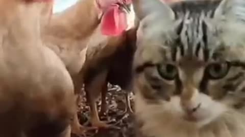 Chicken Vs Cat