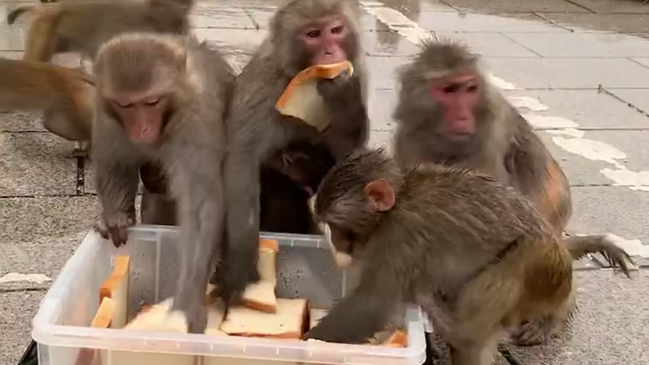 Monkey eating bread
