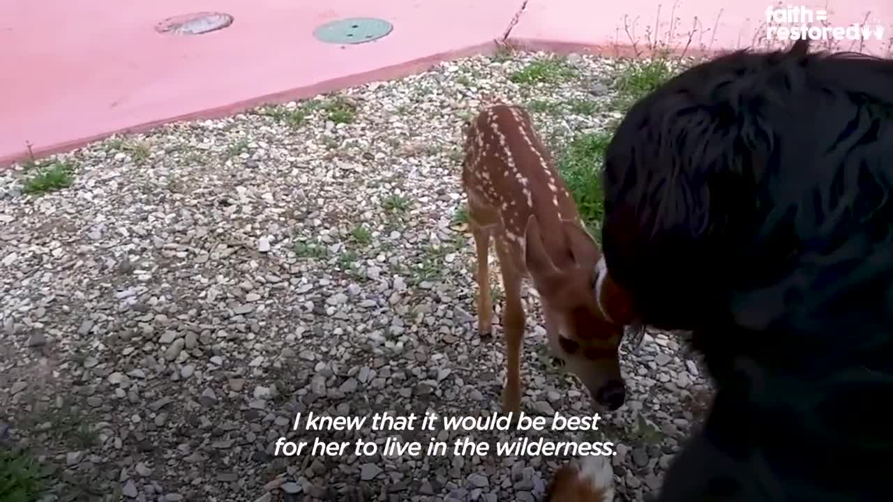 Injured Fawn Deer In Rocky Mountains Gets Adopted | The Dodo Faith = Restored