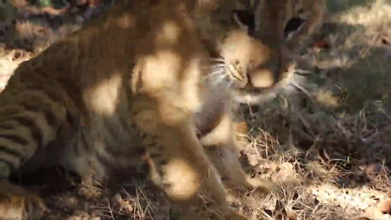 Liger animal