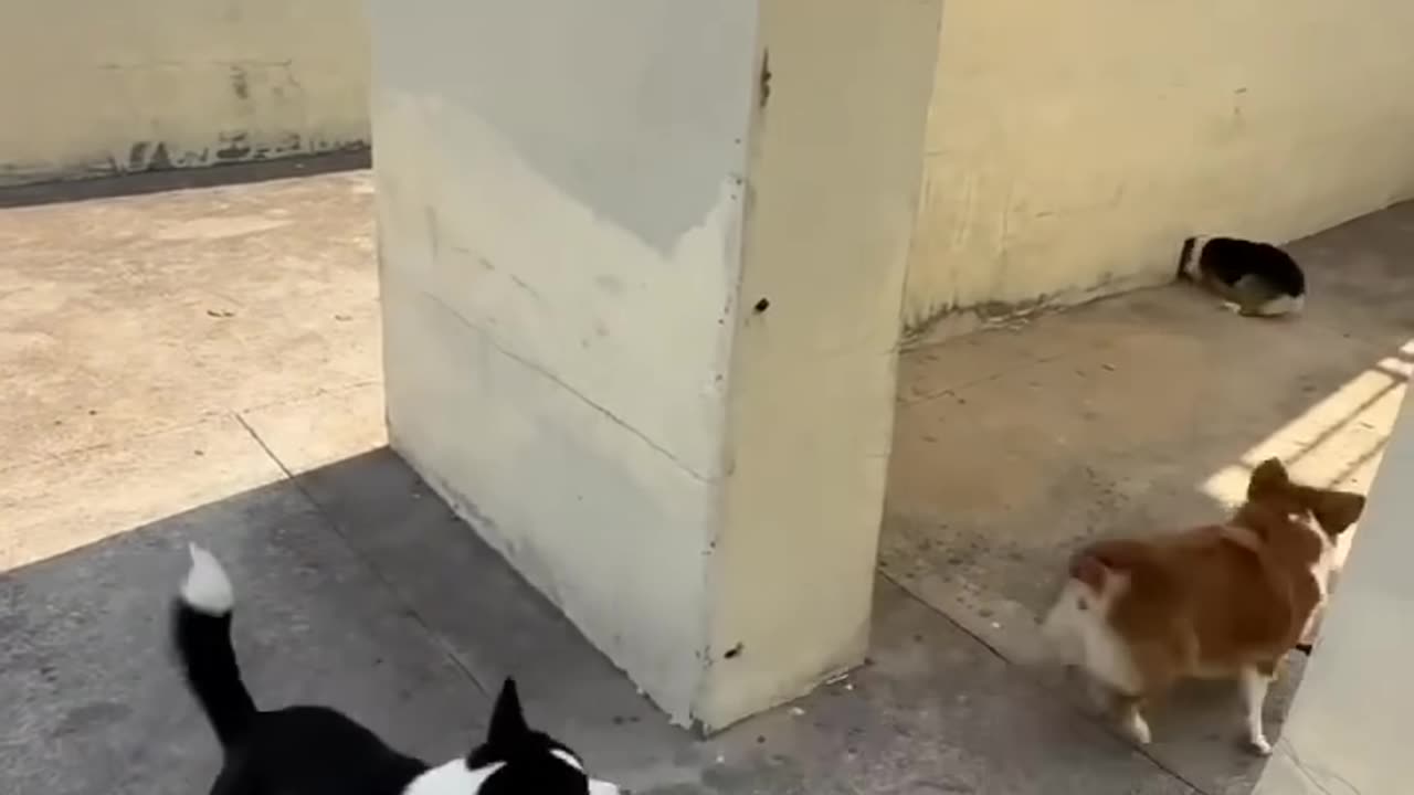 Cute dogs playing around 😁😁