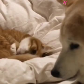 Fanny Cat and Fanny Dog Video