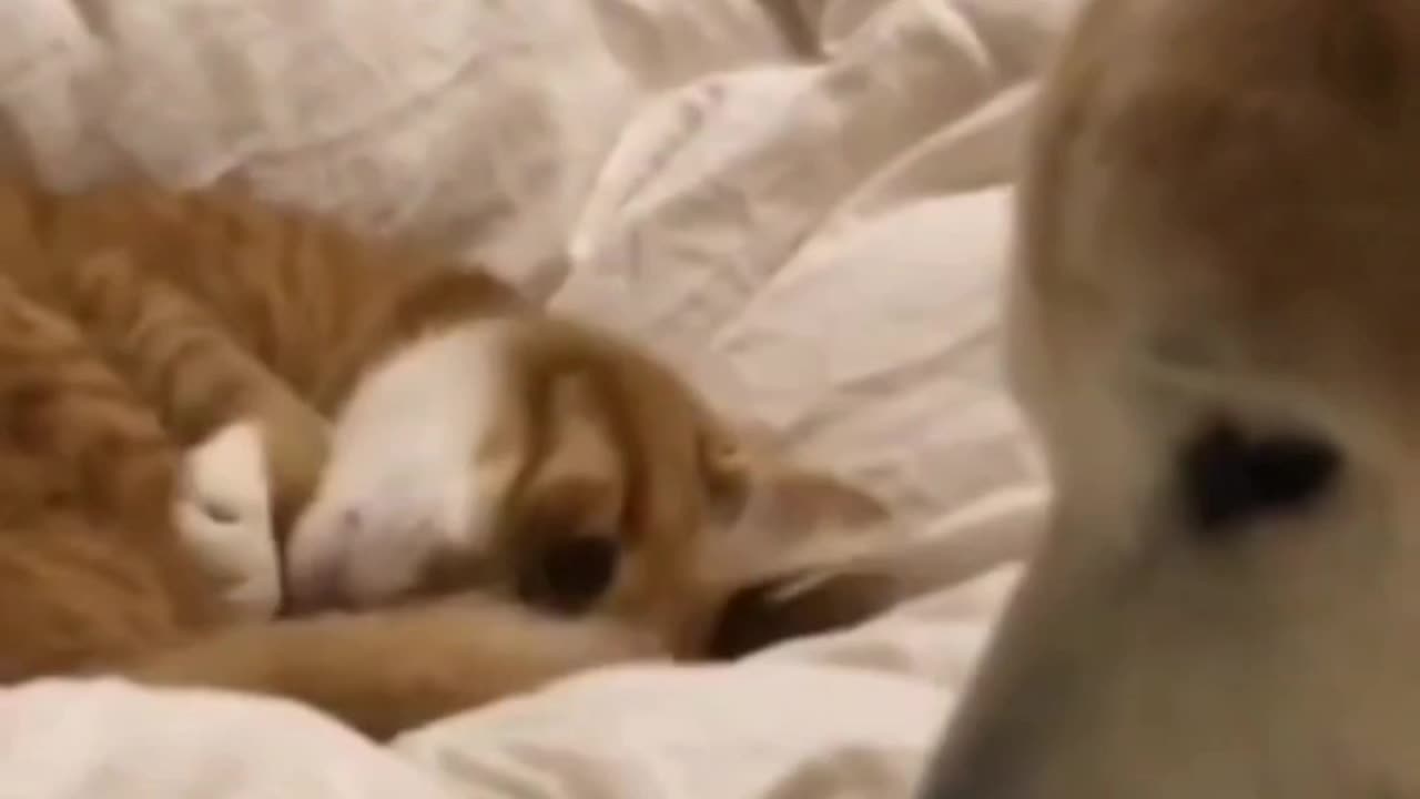 Fanny Cat and Fanny Dog Video