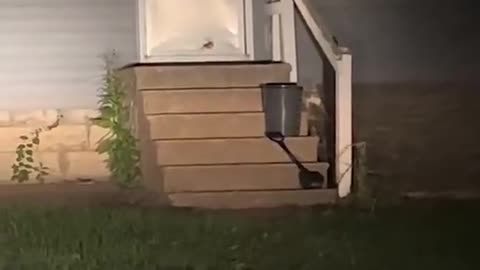 Spider Guarding The Door