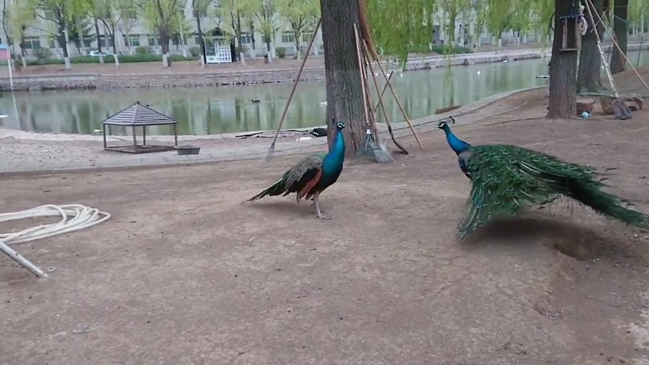 Peacocks fight for mate rights (banned by YouTube)