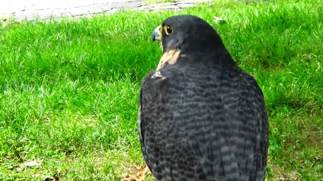 Peregrine Falcon