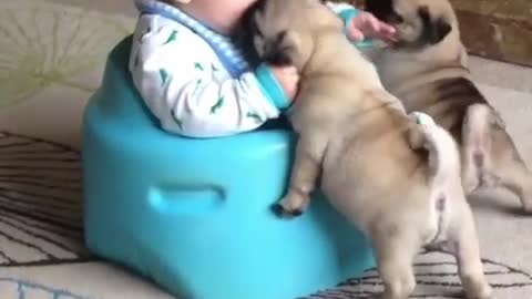 Baby vs puppies