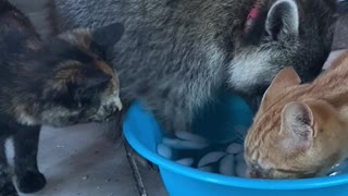 Pet Raccoon Hogs Water Bowl