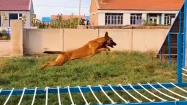 Dogs That Fly - Malinois & Alsatian Dogs Show Their Jumping Agility #Shorts