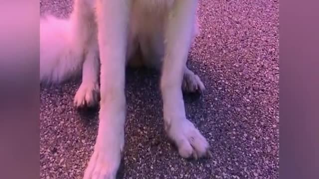 A dog that can play