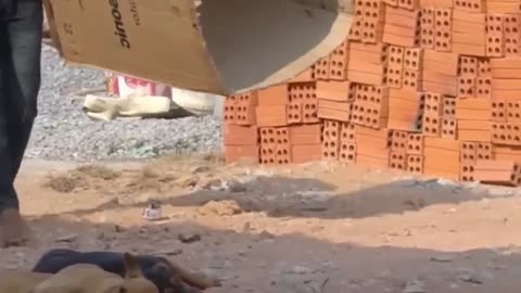 Funny Animal Compilation