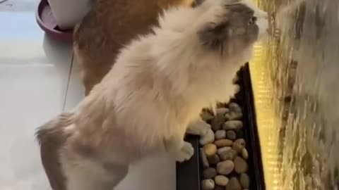 Momen kucing lucu minum _ funny cat moments while drinking🤣