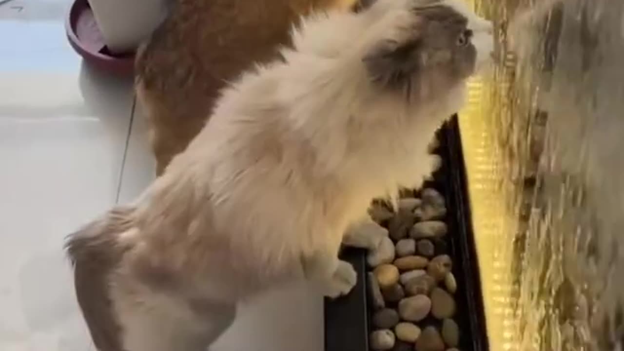 Momen kucing lucu minum _ funny cat moments while drinking🤣