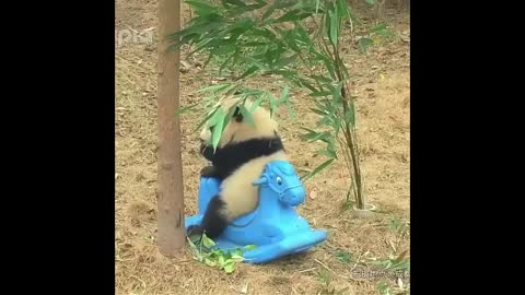 Cute Animals - Cute Baby Panda Videos Compilation