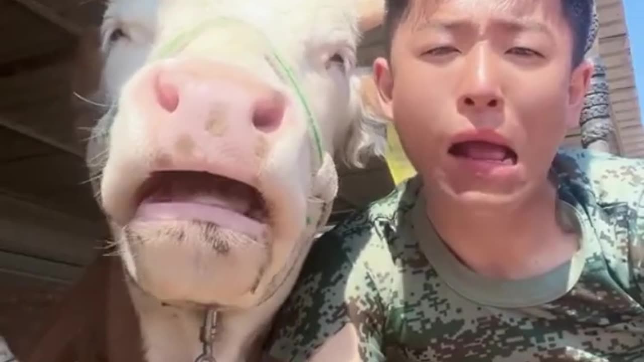 Funny animals part 7