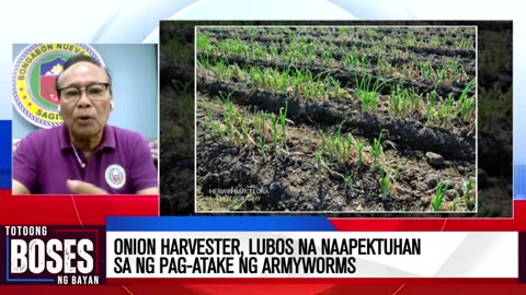 Onion harvester, lubos na naapektuhan sa pag-atake ng armyworms