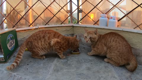 Homeless cats in Ras Al Khaimah, UAE: CHRIS MARTIN & ED SHEERAN #EdSheeran #ChrisMartin #TheVoice