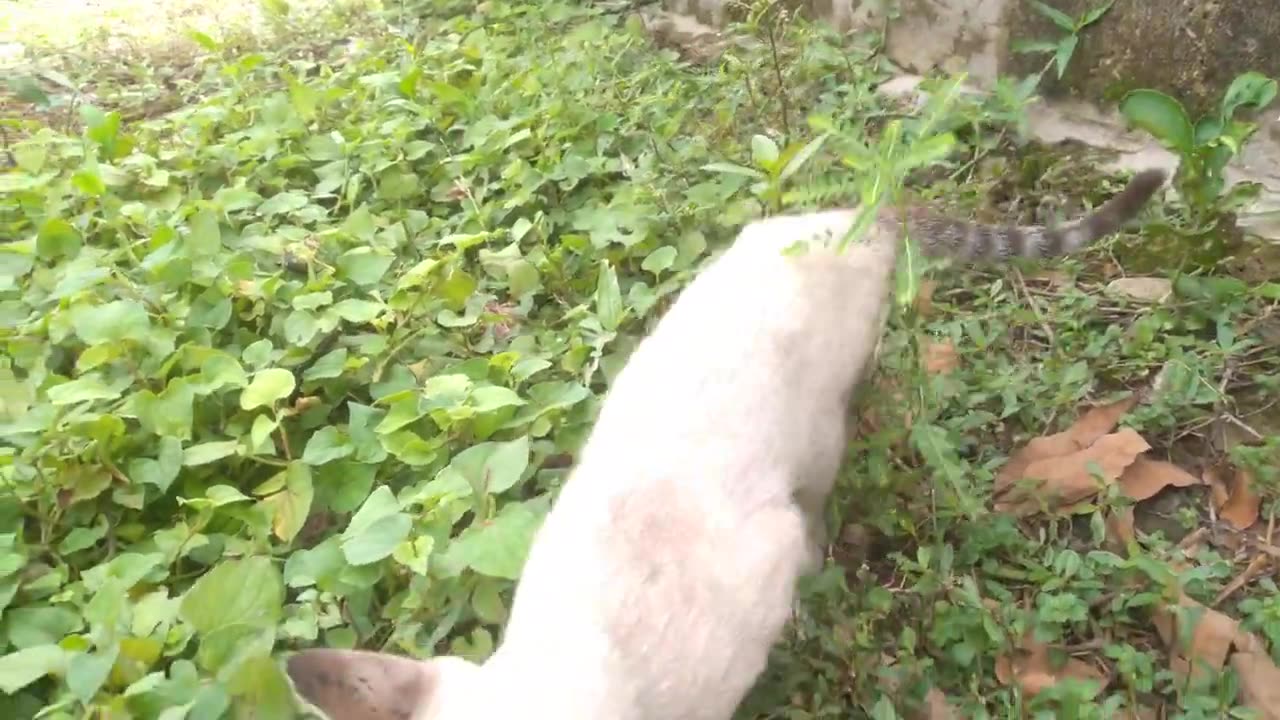 Meow Meow is cute and funny