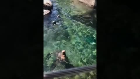 funny pets