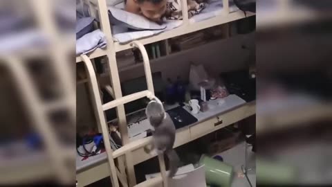 Funny Cat and Dog Videos That Will Make Your Day