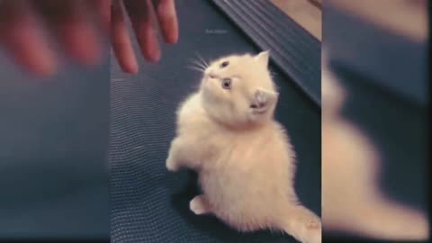 Cat Try Caught Hand