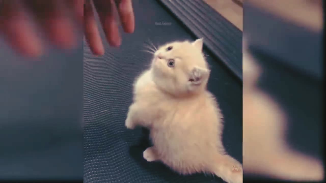 Cat Try Caught Hand