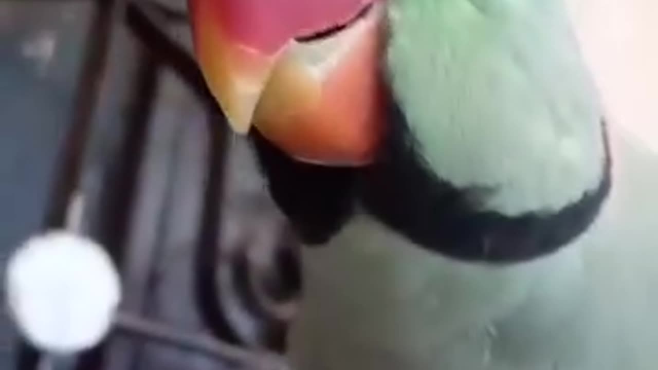 Talking parrot 🦜 viral video/ #viral #trending video