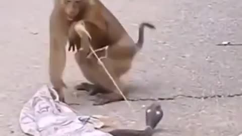 Monkey funny😂😂😂