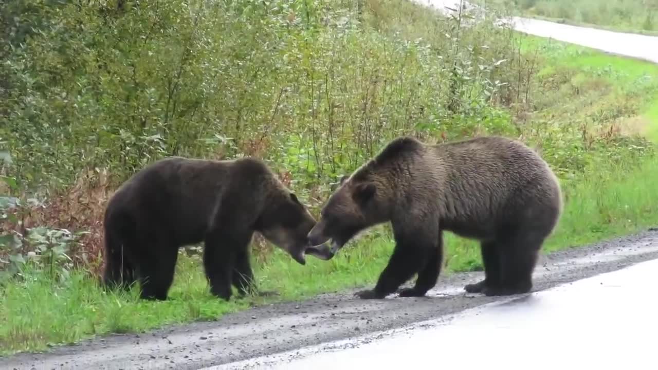 Epic grizzly bear fight!