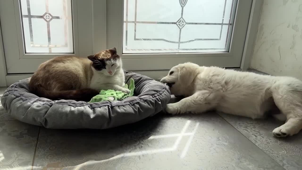 What does a Golden Retriever Puppy do when a Cat Occupied her Bed