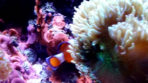 cute nemo fish beauty