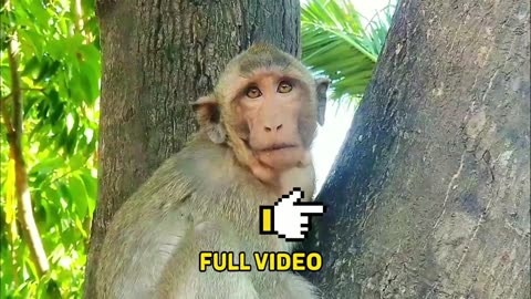 AWW_New_Funny_Videos_20223_Cutest_animals_Doing_Funny_Things_monkey-99DbavyF3X4.mp4