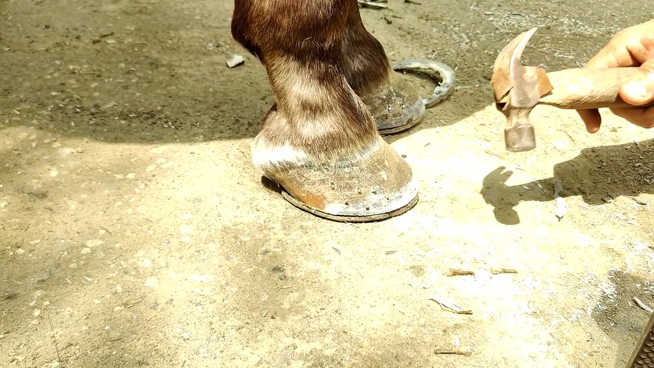 The Old Ancient Way to Restore Horse Hoof Restoration || Farrier Asmr