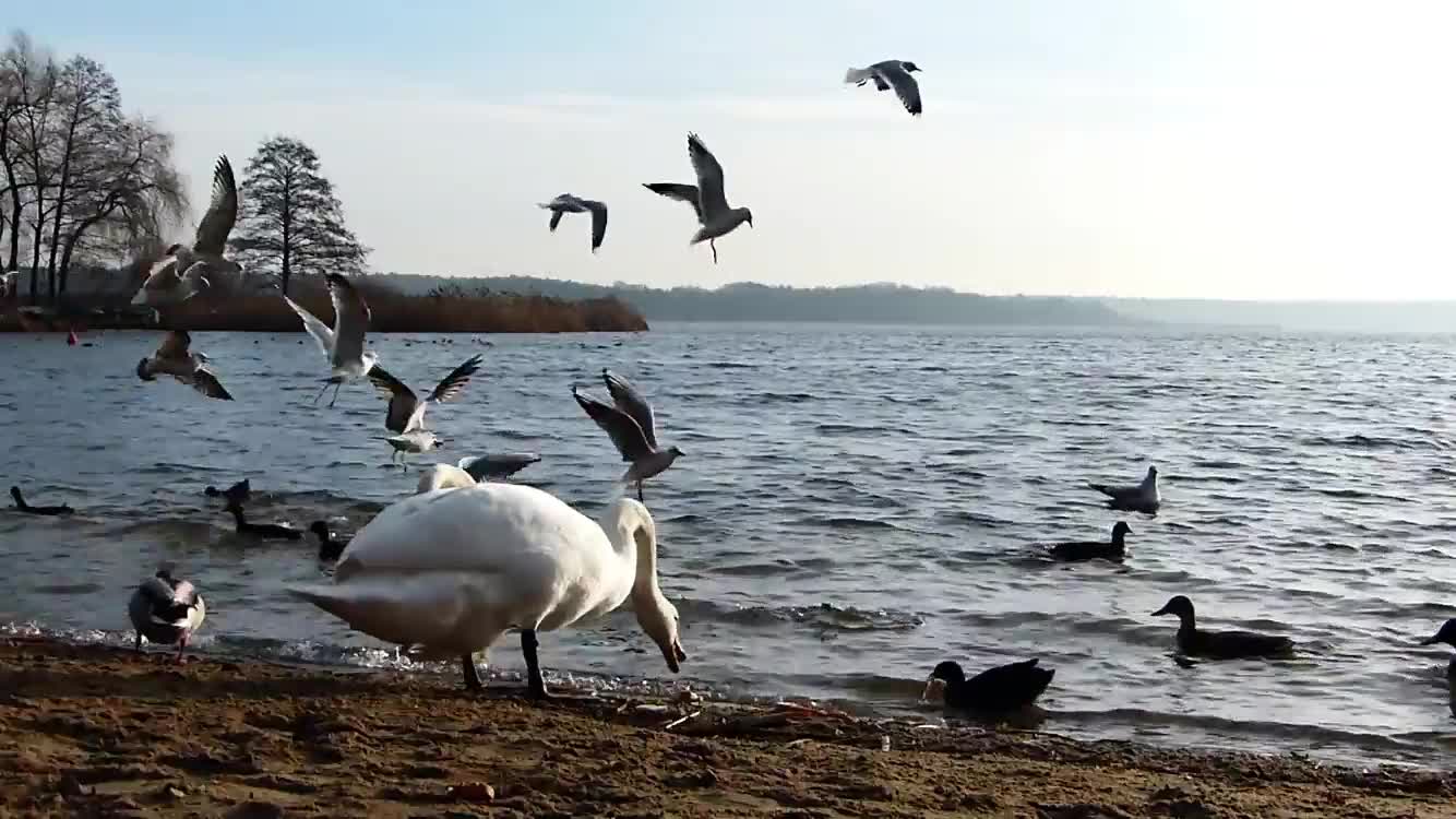 Swan Lake Beautiful Birds