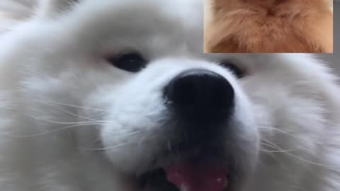 Dog Facetimes Girlfriend