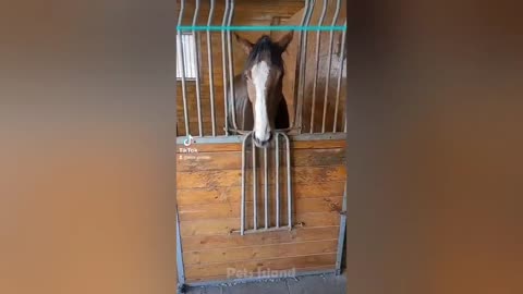 Crazy Horse Fails: The Best Horse Videos Ever | Pets Island