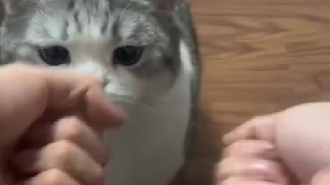 Best Funny Cats Video_--_shorts _funnycats _cats _reels _trending
