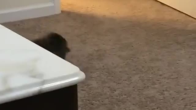 Funny cat video