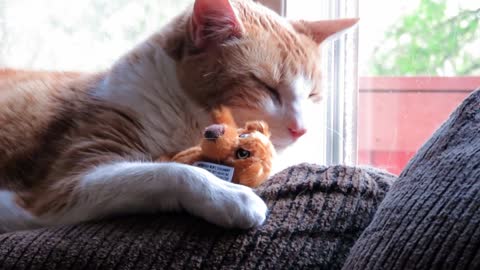 Cat preciously cuddles with small teddy bear