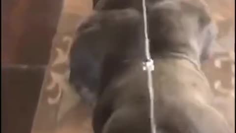 Funny animal Videos of Muscle Dog