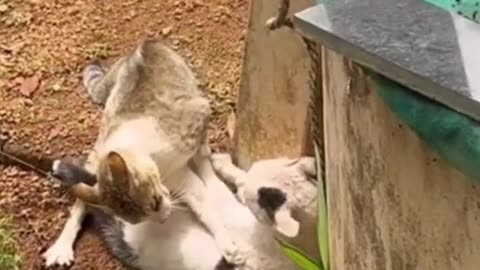 Cats Fighting