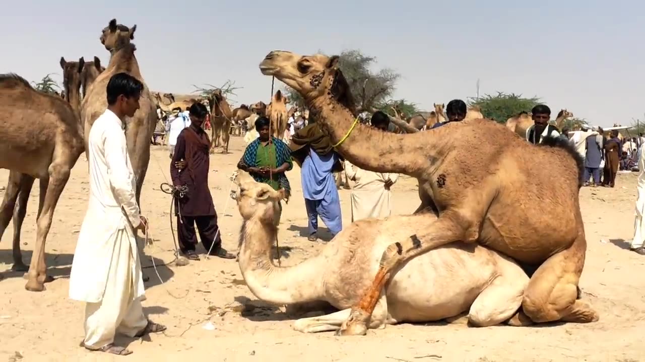 Camel mating female camel screaming with pain