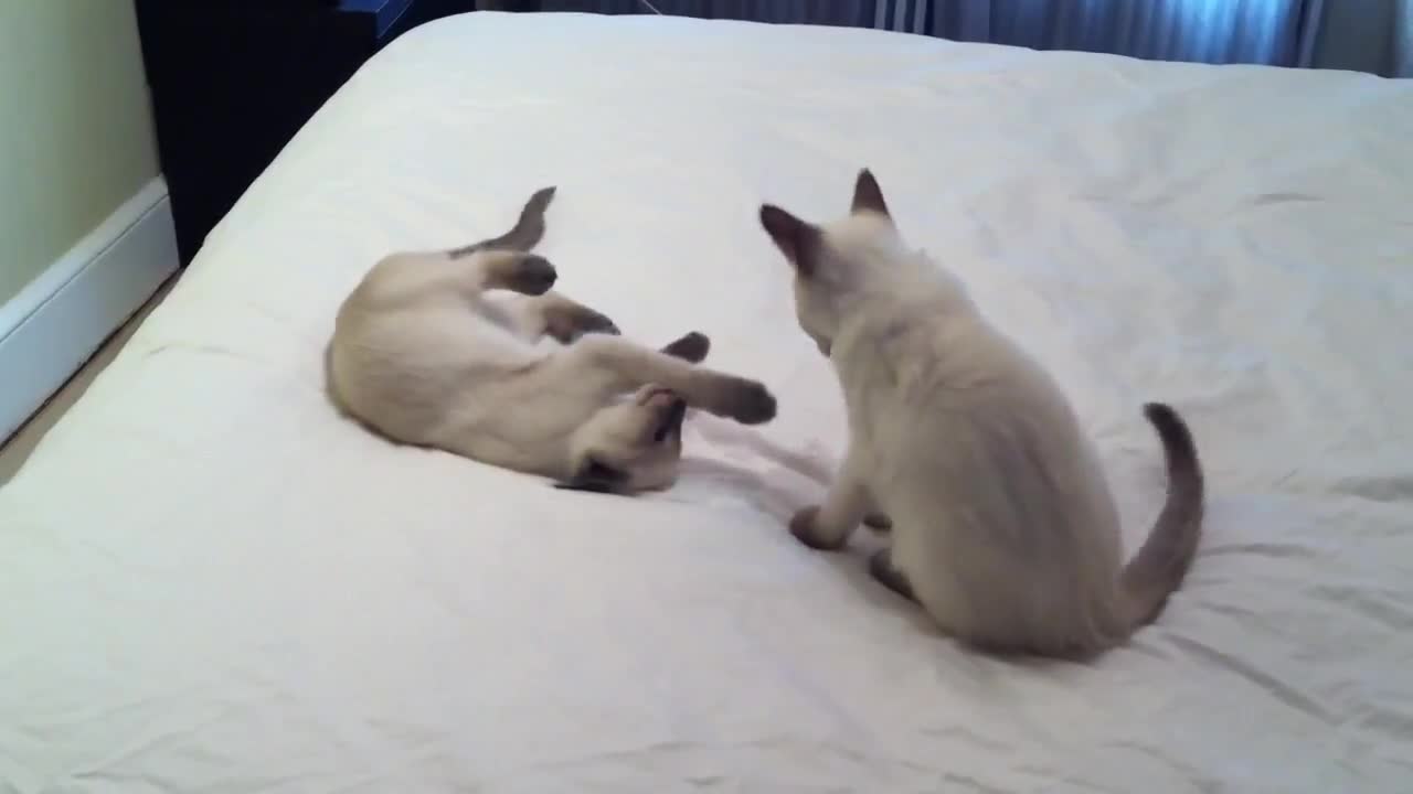 My Siamese Kittens Playing on My Bed