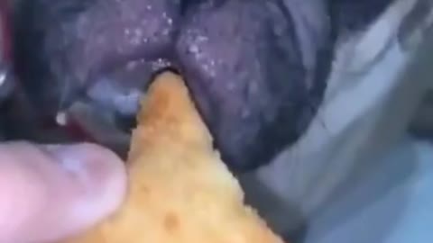 Funny videos of animals part 77