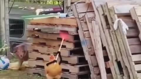 Watching This Video Of The FUNNIEST ANIMALS On Earth