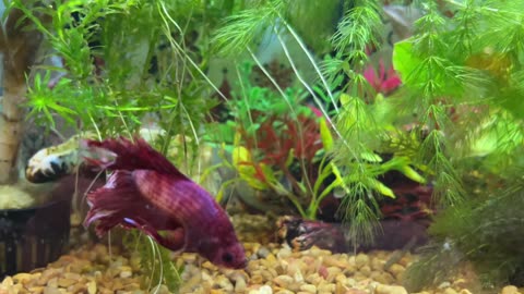 My Betta Fish Building a Bubble Nest