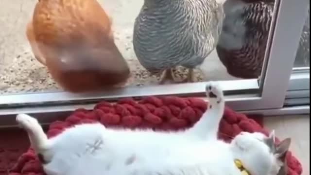 Funny Animal Videos #09