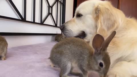 Golden Retriever Teaches Baby Bunnies to Play Like Dogs