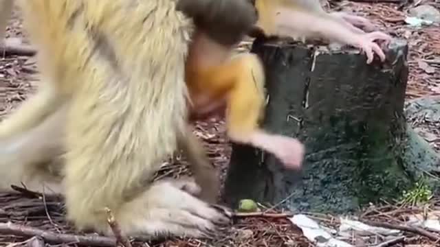 Mom teaching baby to walk🐵🙈